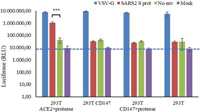 Exploring SARS-CoV-2 and Plasmodium falciparum coinfection in human erythrocytes